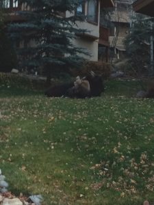 moose in front of house in steamboat springs